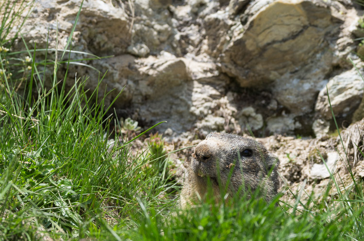 Marmot